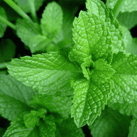 ISO Menthone Peppermint Essential Oils