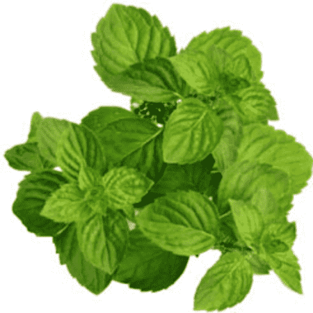 L-Menthol 38-40% TMC 50% Peppermint Products Oils