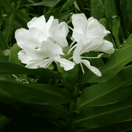 Lilies Perfume Oil 