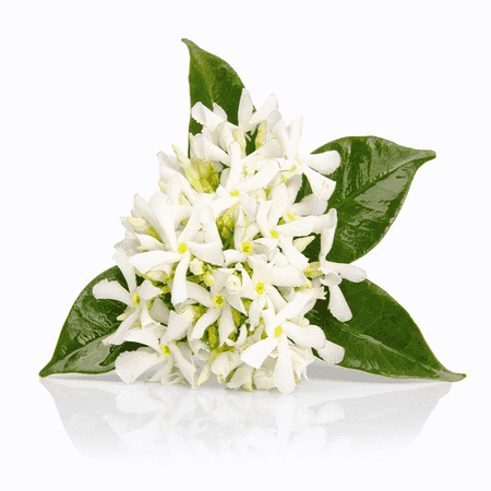 Neroli 