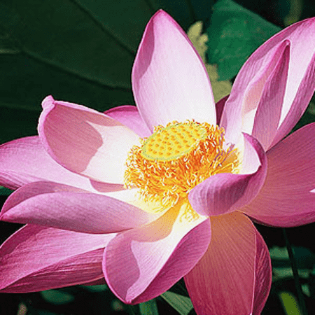 Pink Lotus Attar 