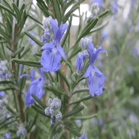 Rosemary Wild Crafted Essential Oils