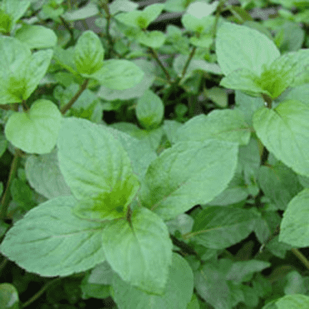 Spearmint Peppermint Oil 60% 