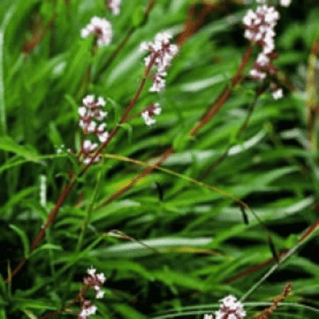 Spikenard 