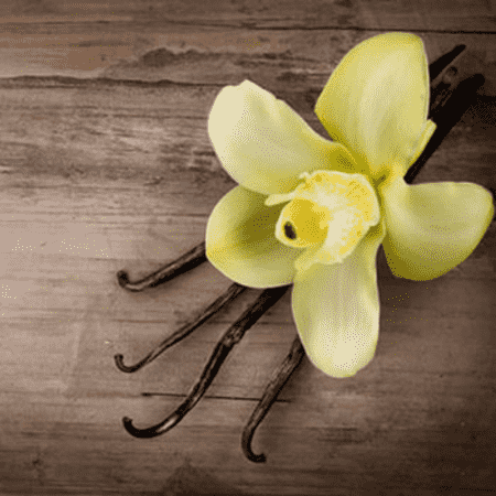 Vanilla Oil Latest Price By Manufacturers & Suppliers__ In Gurgaon