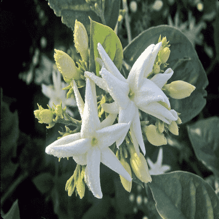 White Lotus Attar