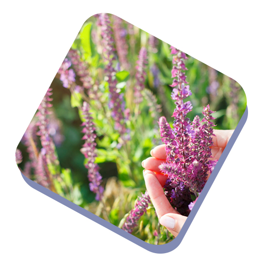 Essential Oils Manufacturer & Supplier - Kush Aroma Exports